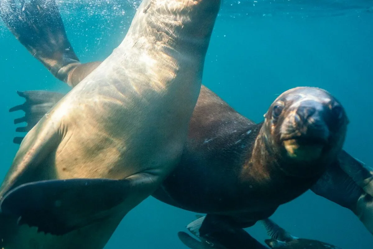 Patagonian Divers